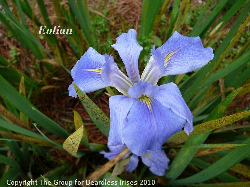 Eolian 